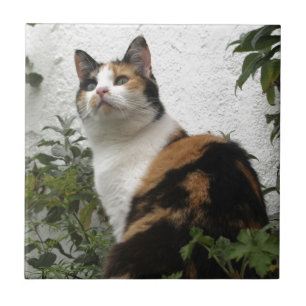 Tortoiseshell and White Cat Tile