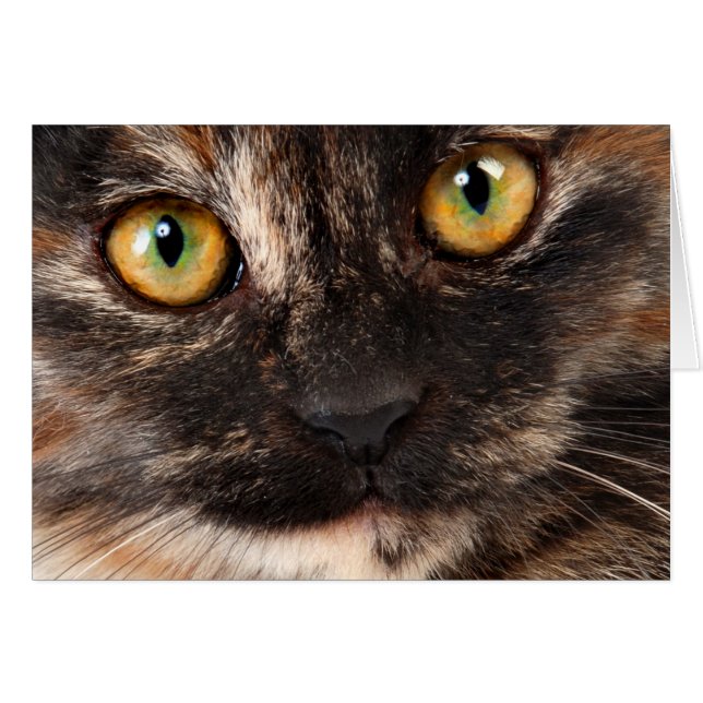 Tortoiseshell Cat (Front Horizontal)