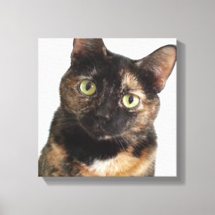 Tortoiseshell Cat Canvas Print