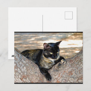 Tortoiseshell Cat in Tree Postcard