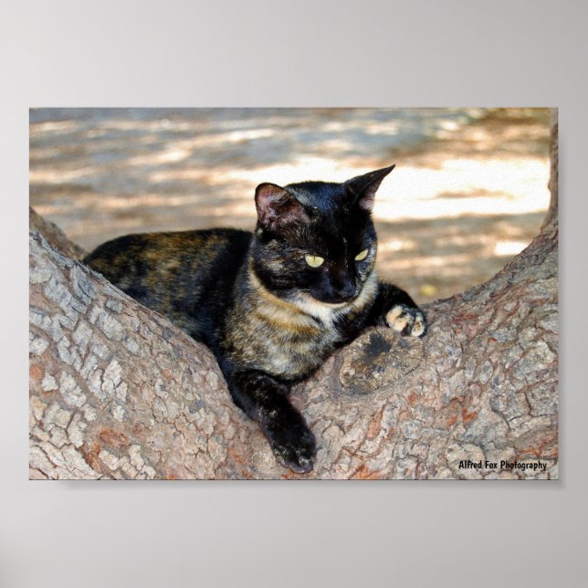 Tortoiseshell Cat in Tree Poster (Front)