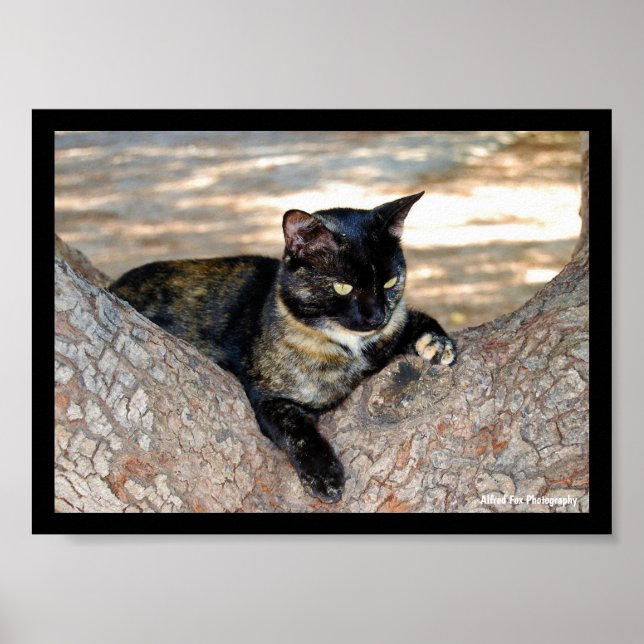 Tortoiseshell Cat in Tree Poster (Front)