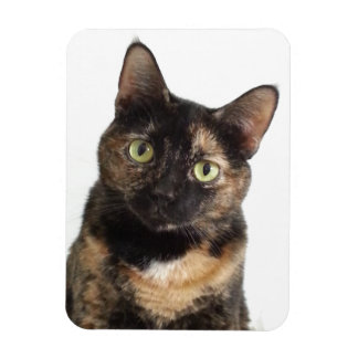 Tortoiseshell Cat Magnet