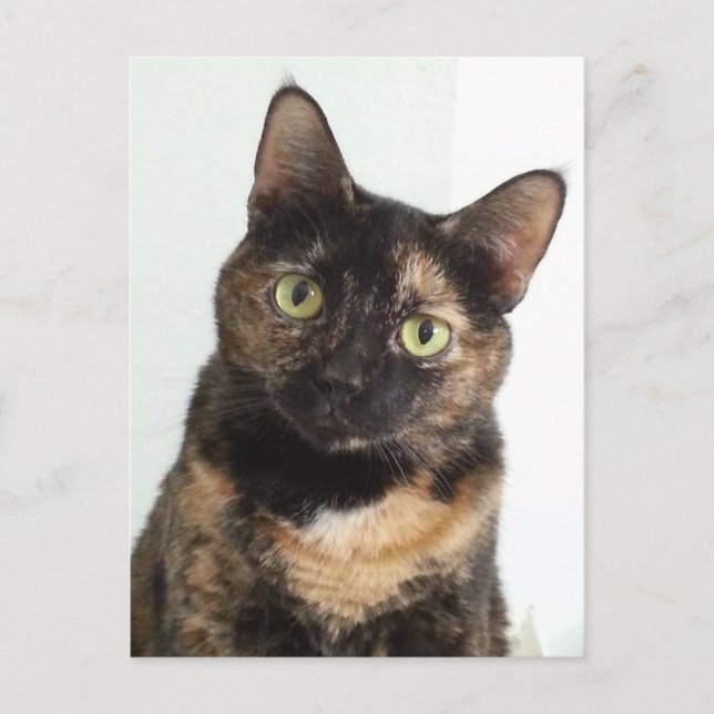 Tortoiseshell Cat Postcard (Front)