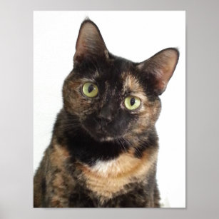 Tortoiseshell Cat Poster
