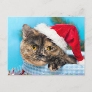 Tortoiseshell Cat Purr-fect Holiday Season