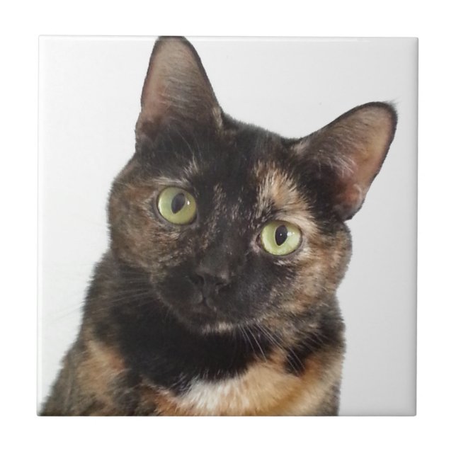Tortoiseshell Cat Tile (Front)