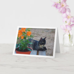 Tortoiseshell Cat with Firecracker Flowers Card