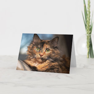 Tortoiseshell Fluffy Cat Card