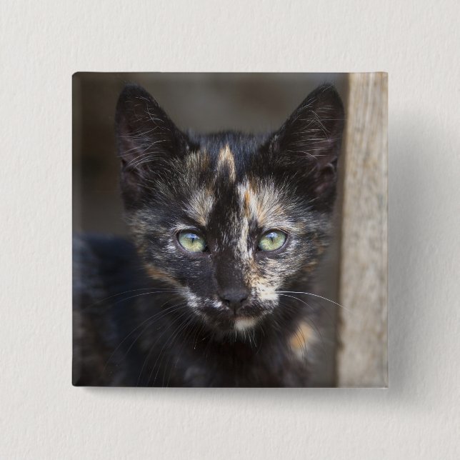 Tortoiseshell Kitten 15 Cm Square Badge (Front)