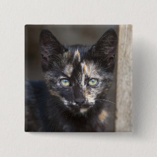 Tortoiseshell Kitten 15 Cm Square Badge