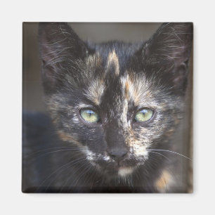 Tortoiseshell Kitten Magnet