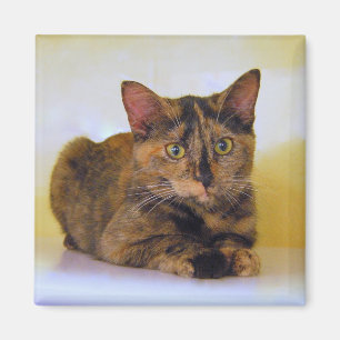 Tortoiseshell Kitten Magnet