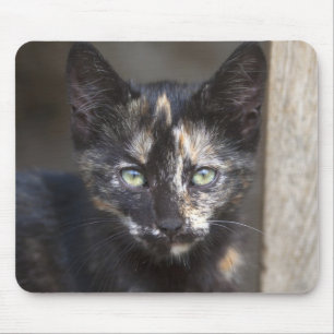 Tortoiseshell Kitten Mouse Mat