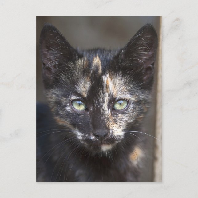 Tortoiseshell Kitten Postcard (Front)