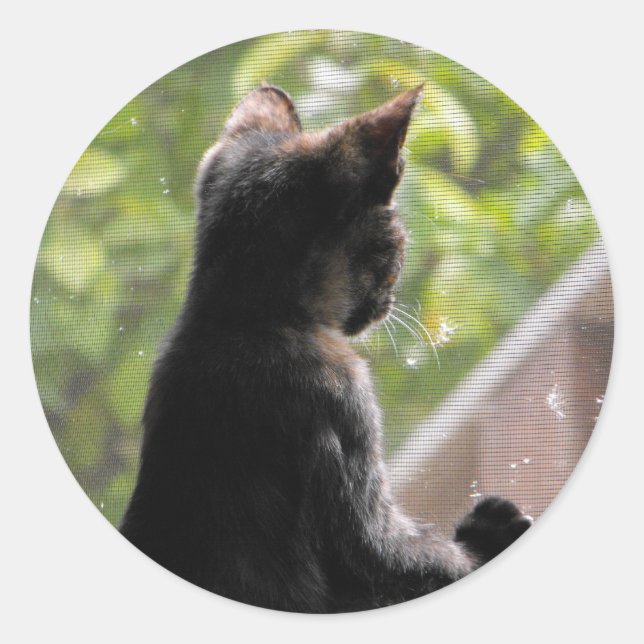 Tortoiseshell Kitten Sticker (Front)