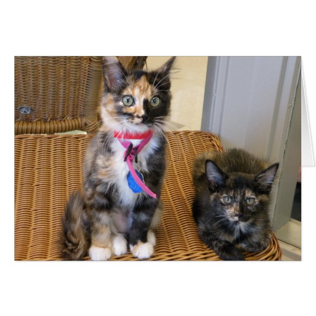 Tortoiseshell Kitties (Front Horizontal)