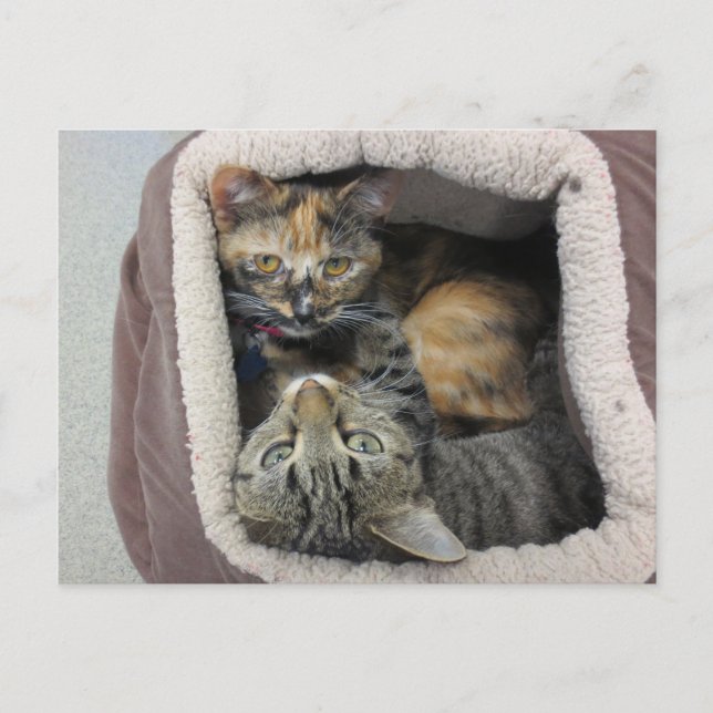 Tortoiseshell & Tabby Cats Postcard (Front)