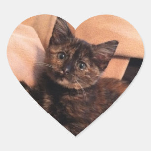 Tortoiseshell, Tortie, Tortie Kitten, Kitten, Cat, Heart Sticker