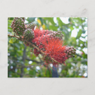 Tortola Flowers Postcard