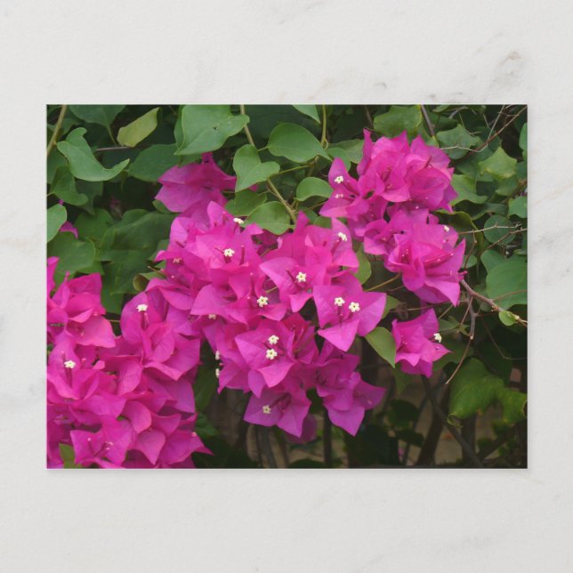 Tortola Flowers Postcard (Front)