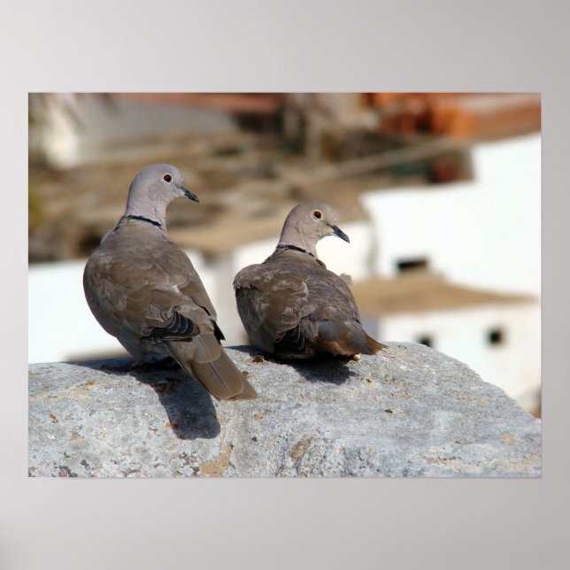 Tórtolas in Betancuria. Fuerteventura. Poster (Front)
