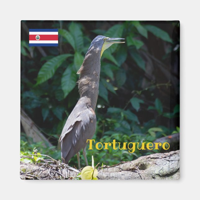 Tortuguero -  Bare-Throated Tiger Heron Magnet (Front)