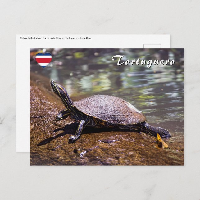 Tortuguero - Yellow-bellied slider Turtle Postcard (Front/Back)