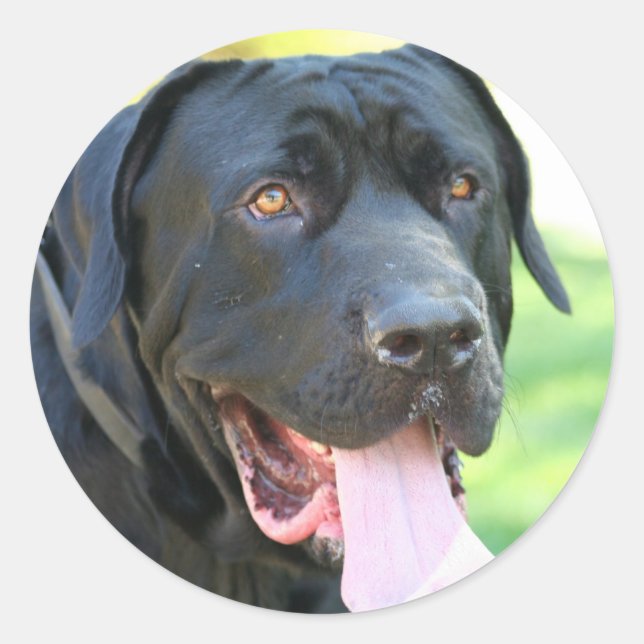 Tosa Inu Dog Classic Round Sticker (Front)