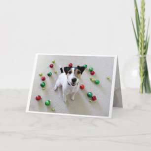 Tossed Ornaments Jack Russell Terrier card