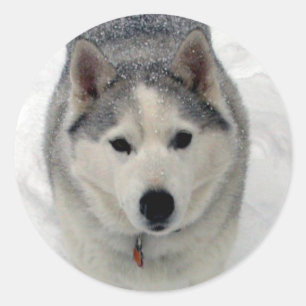 Total Adoration Classic Round Sticker