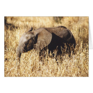 Toto Tembo (Baby Elephant)