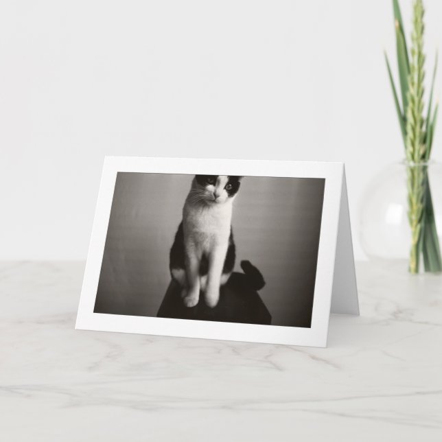 TOTO The Cat Horizontal Greeting Card (Front)