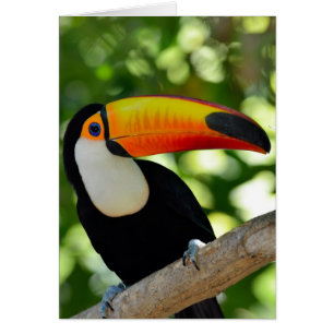 Toucan