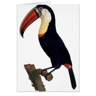 Toucan