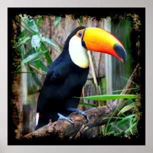 Toucan 5A Poster
