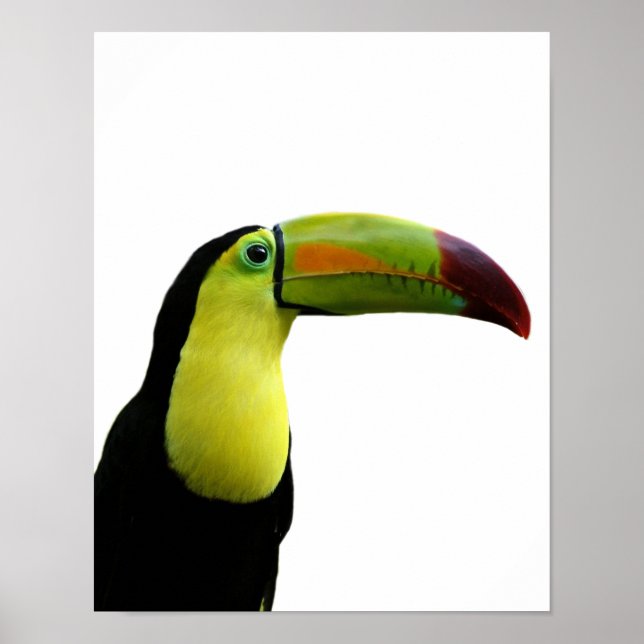 Toucan animal exotic tropical modern photo poster (Front)