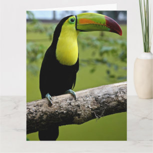 TOUCAN BIRD BIRTHDAY BIG CARD
