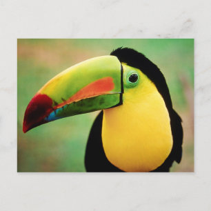 Toucan Bird Wild Nature Colourful Photography Postcard