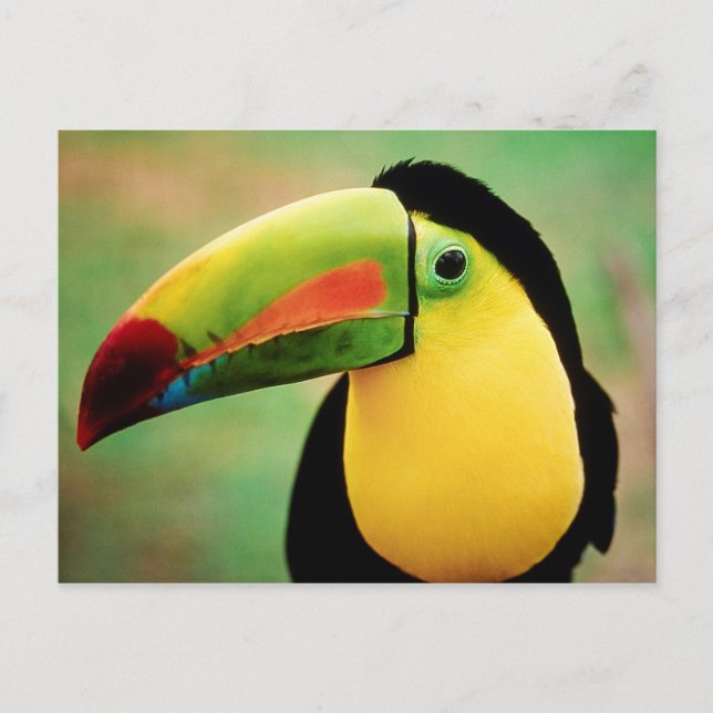 Toucan Bird Wild Nature Colourful Photography Postcard (Front)