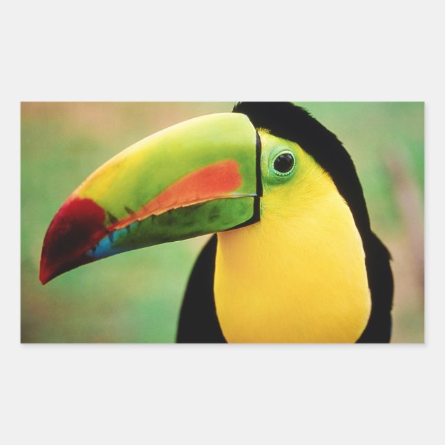 Toucan Bird Wild Nature Colourful Photography Rectangular Sticker (Front)