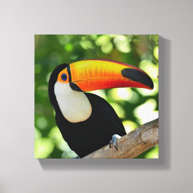 Toucan Canvas Print (Front)