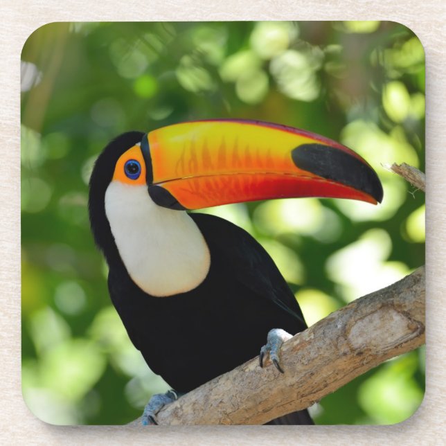 Toucan Coaster (Front)