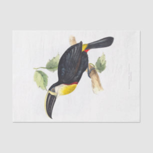 Toucan  Decoupage Tissue Paper