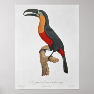 Toucan: Great Red-Bellied by Jacques Barraband Poster