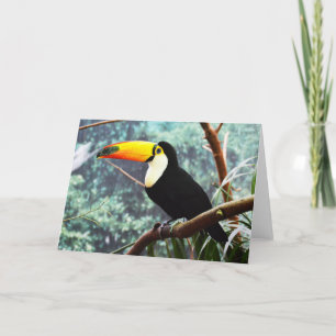 Toucan Holiday Card