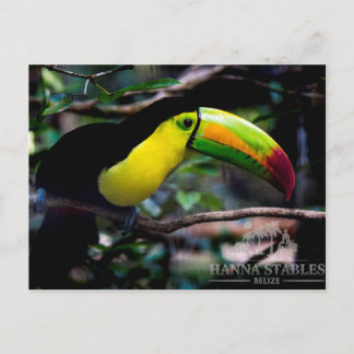 Toucan in Belise Postcard