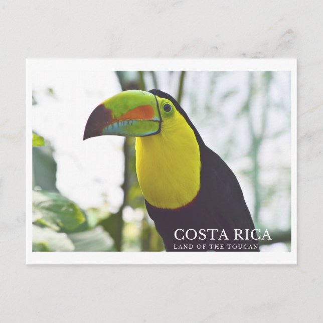 Toucan in Costa Rica souvenir postcard (Front)