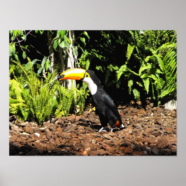 Toucan in Spain Poster (Front)