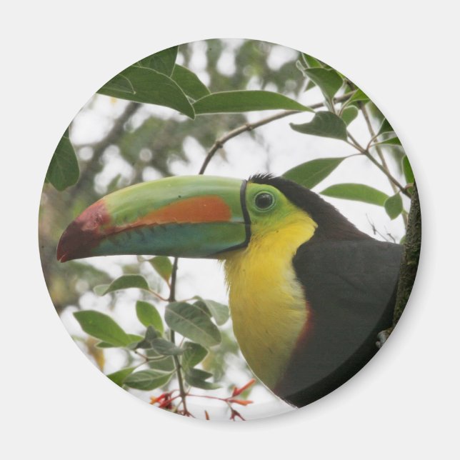 Toucan in the Jungle Magnet (Front)